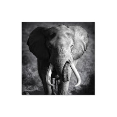 J&M Premium Acrylic Wall Art - Elephant Power